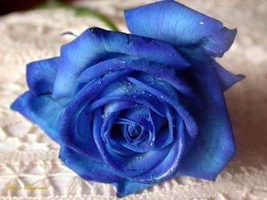  warda  par zakariae_roni